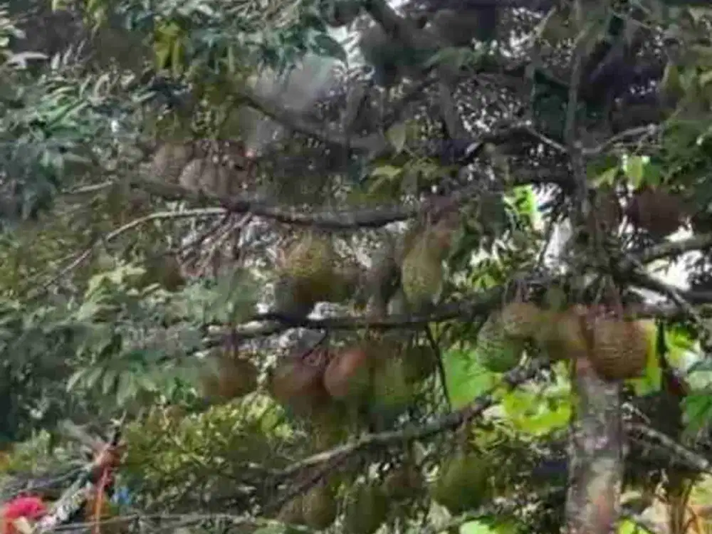Di Jual Kebun Durian Murah