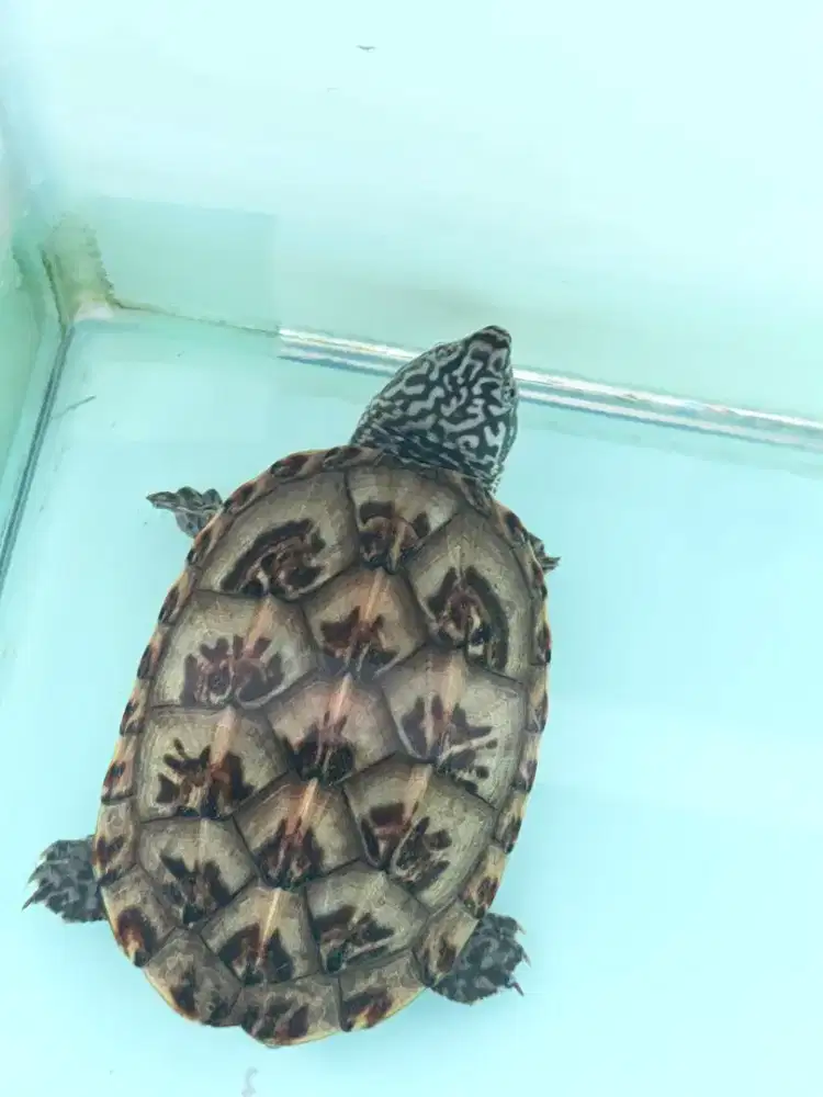MGM Mexican Giant Musk Turtle 8,2cm