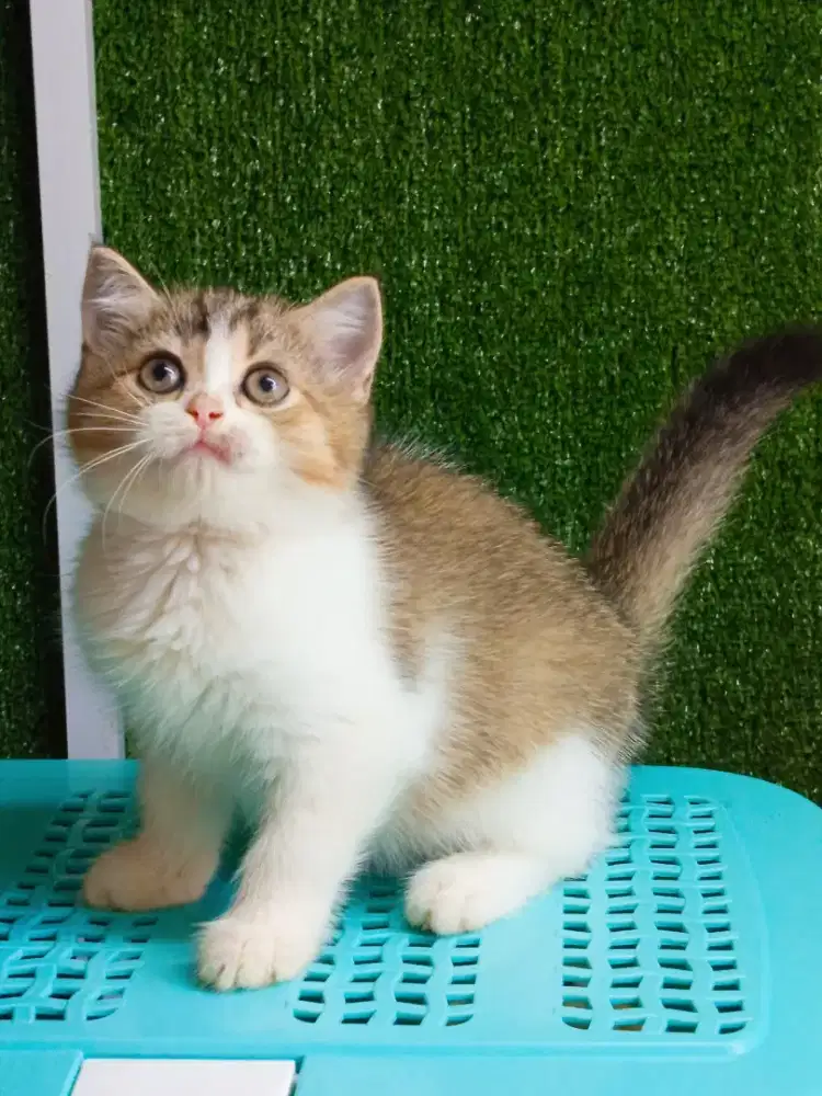 Kitten BSH Mix breed