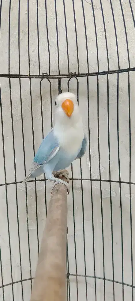 Lovebird remaja