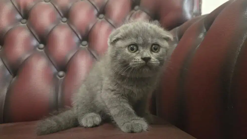 Kitten Scottish Fold