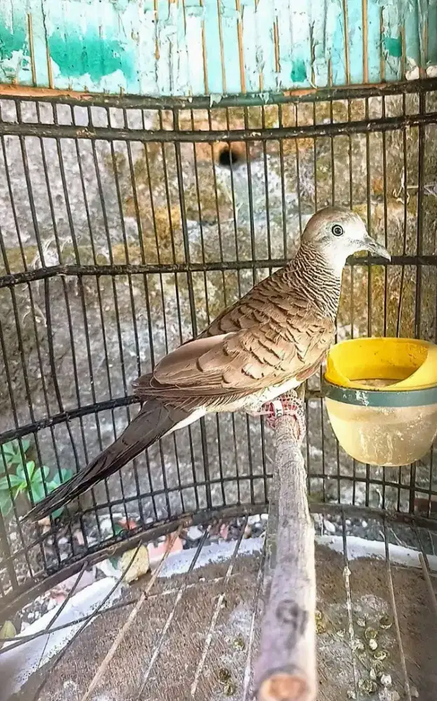 Perkutut lokal tuban