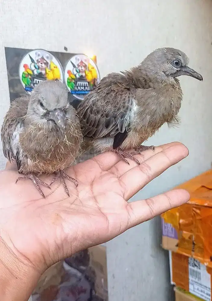 Anakan derkuku tikukur