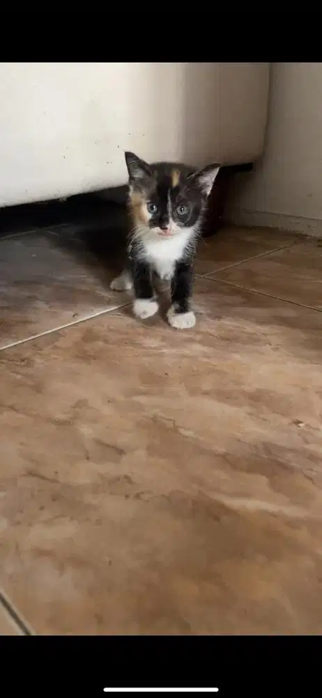 Kitten mixdome calico betina