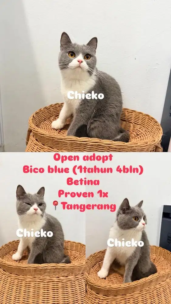 British short hair bico blue