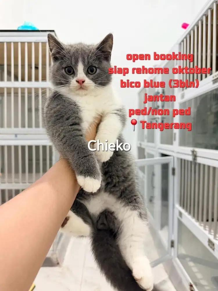 British short hair kitten bico