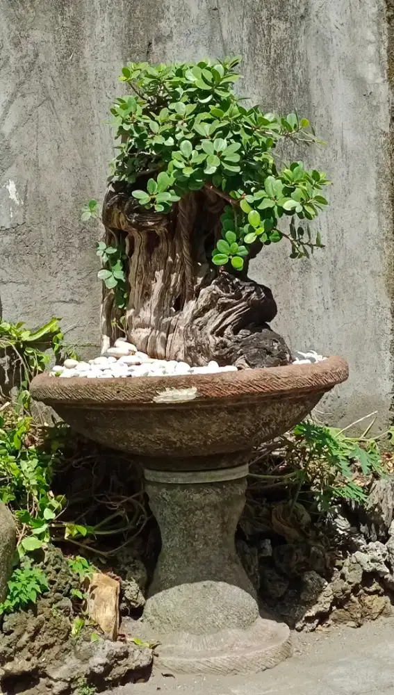 koleksi bonsai beringin dolar