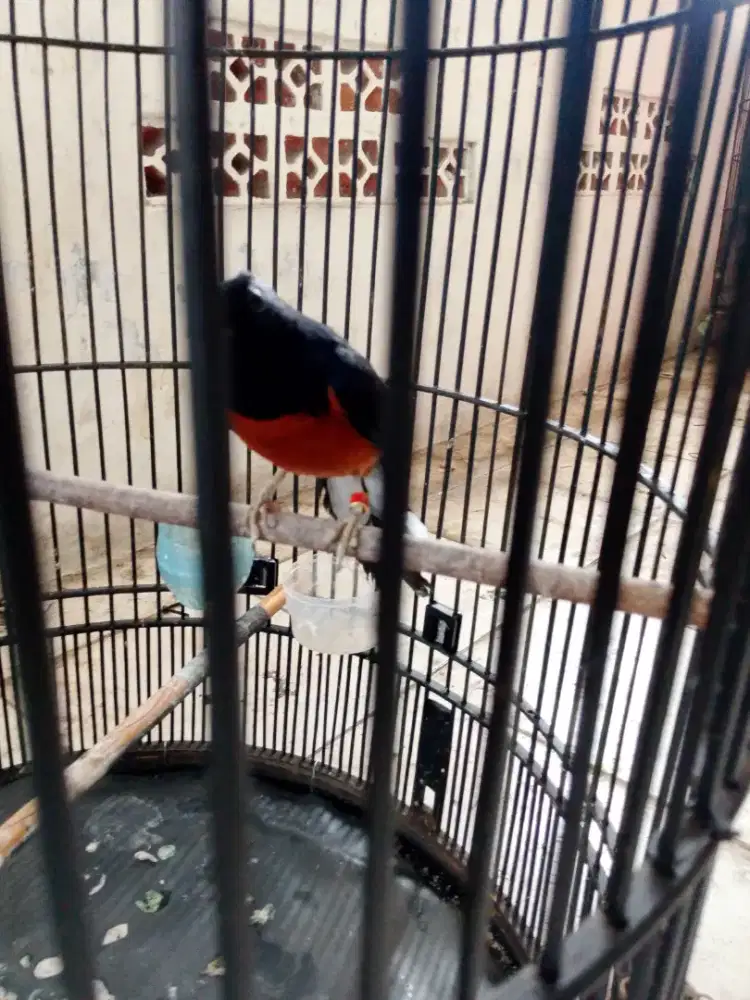 Di jual murai tt ijo