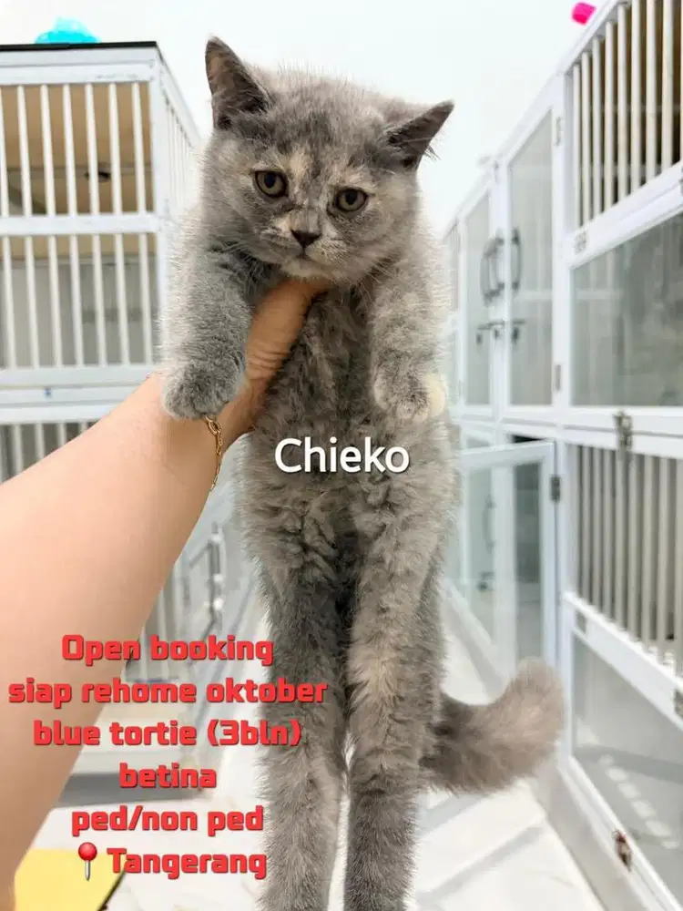British short hair blue tortie