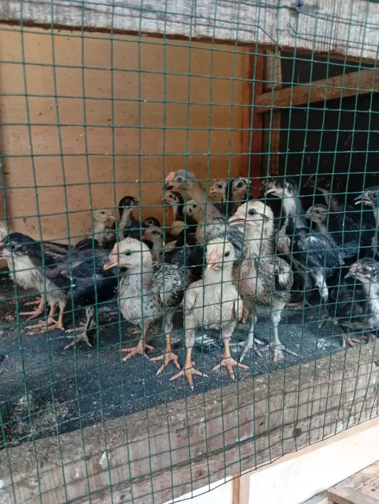 Ayam kampung sehat umur 20 hari  1 bulan up