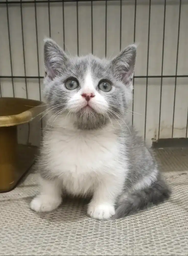 Munchkin Bsh Jantan