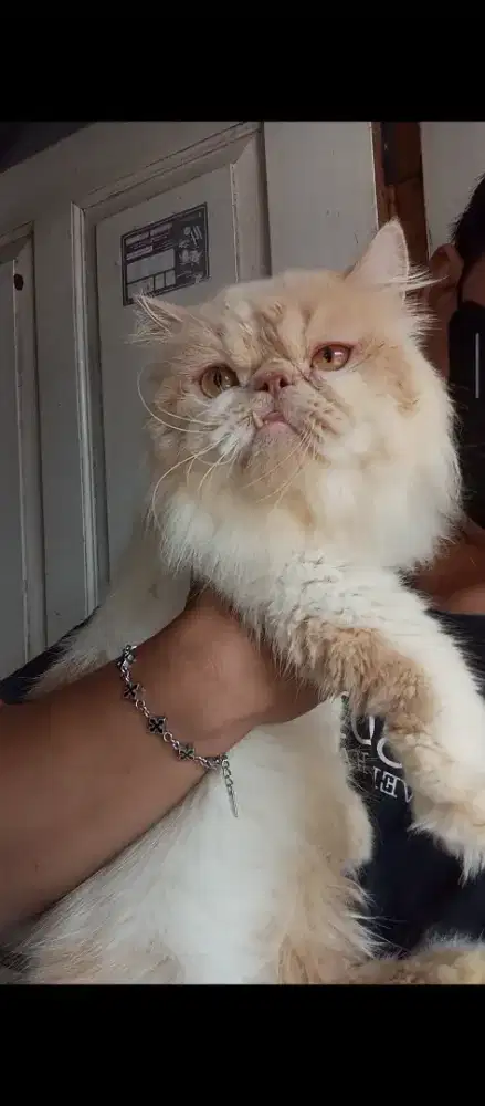 Kucing Persia Peaknose jantan steril 2th
