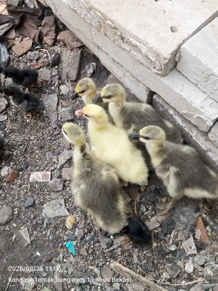 Anak soang benggala coklat