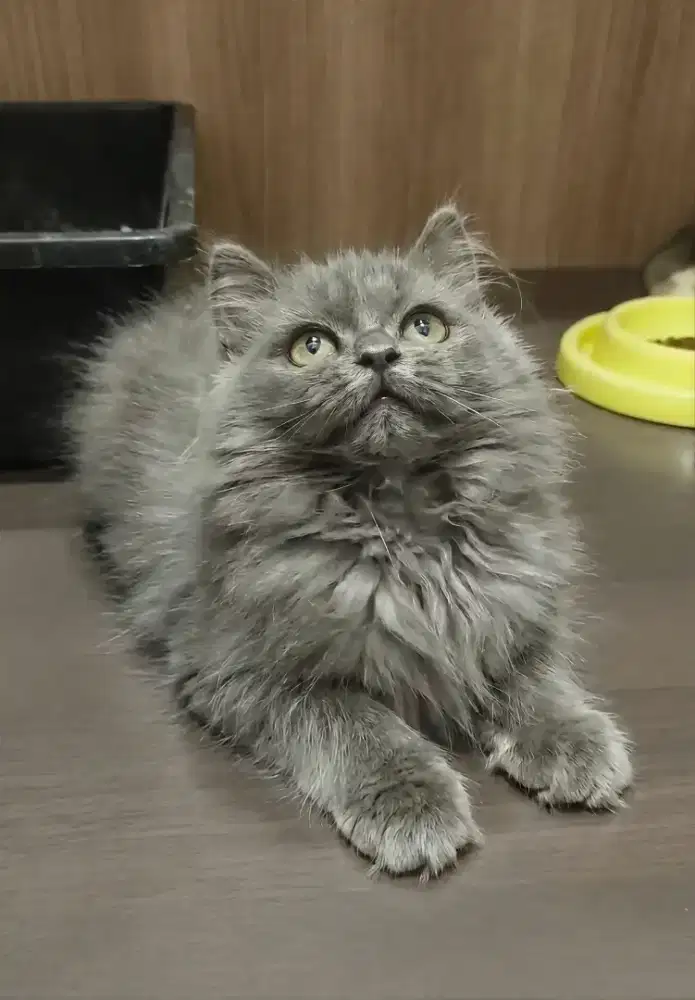 kucing persia betina