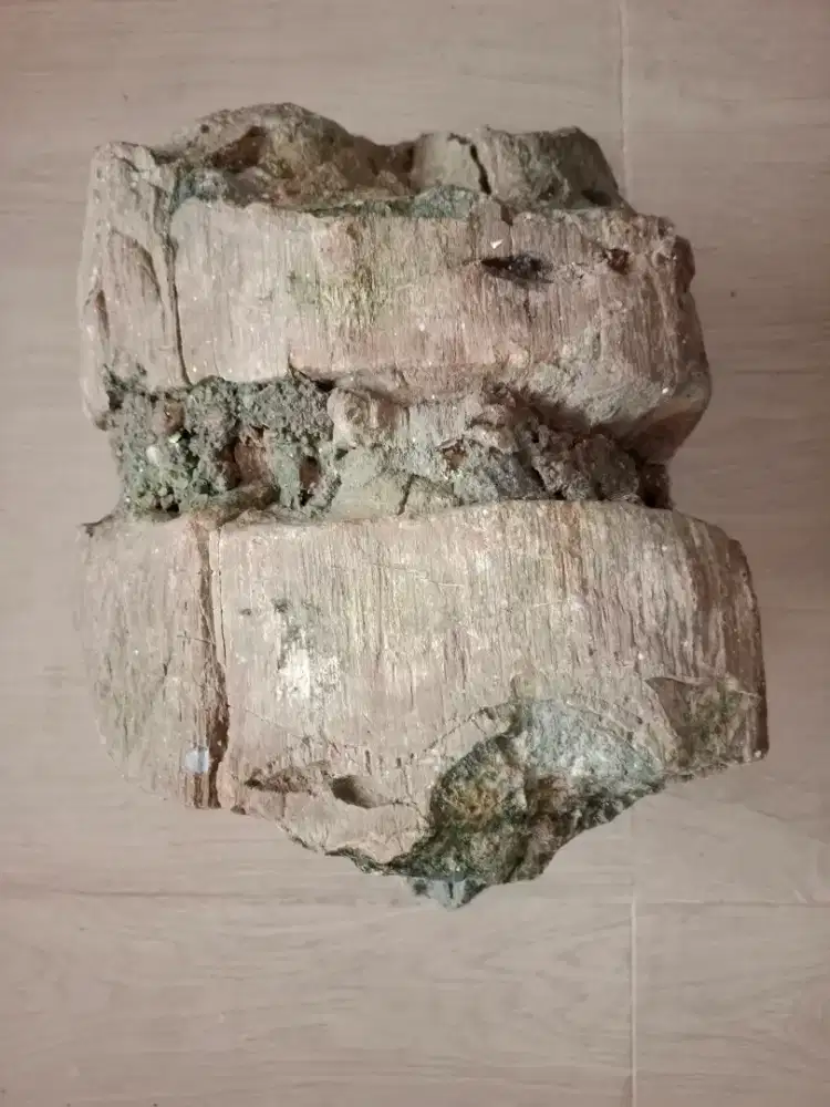 Koleksi batuan vosil