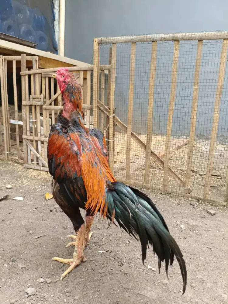 Ayam bangkok tikung
