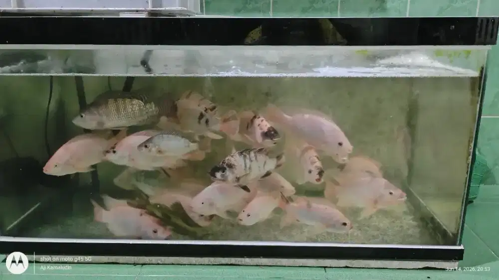 Ikan nila merah konsumsi