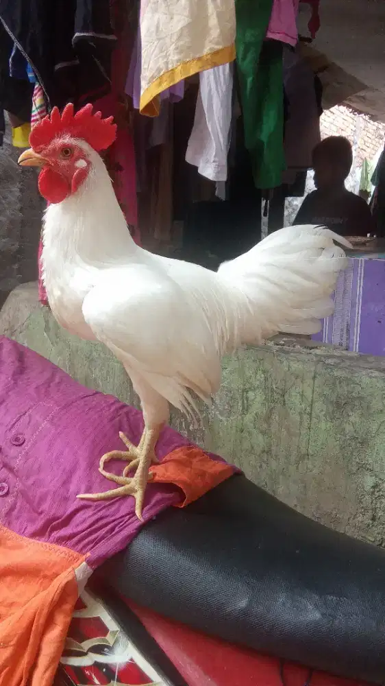 Ayam ketawa putih durasi