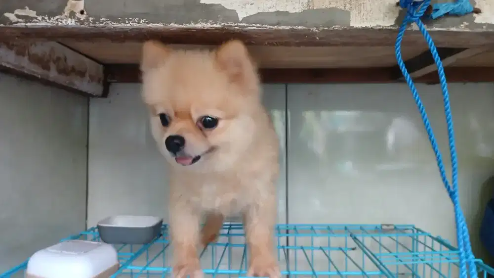 Anjing MINIPOM Lincah