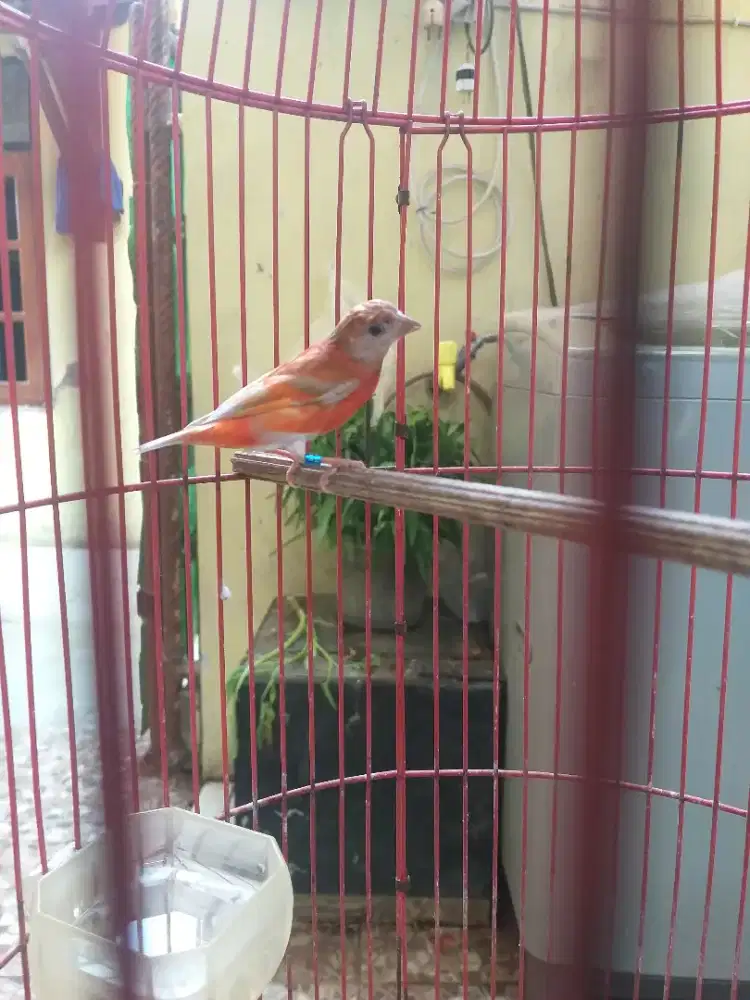 Red Siskin Double Delute