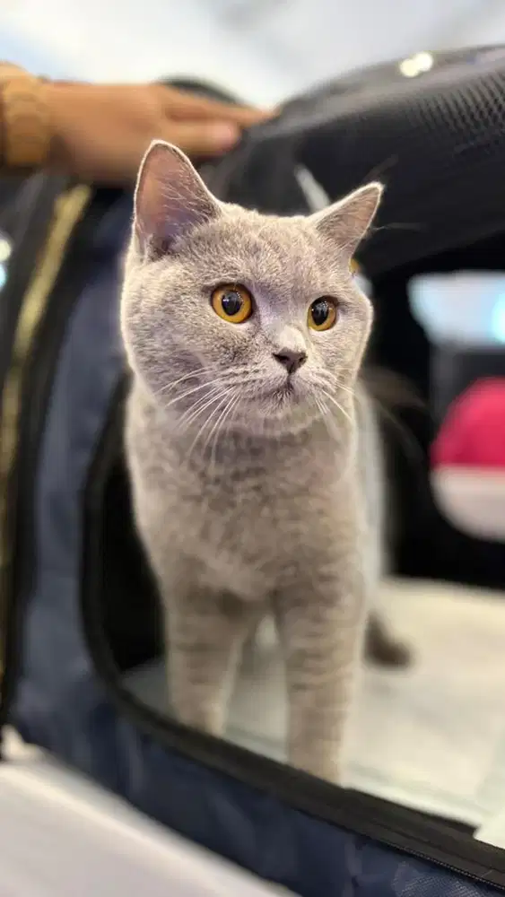 Kucing BSH British Shorthair ped pedigree ICA betina female