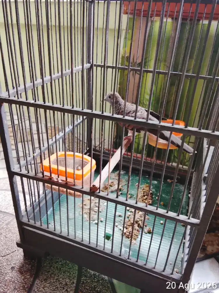 Burung Perkutut Lokal