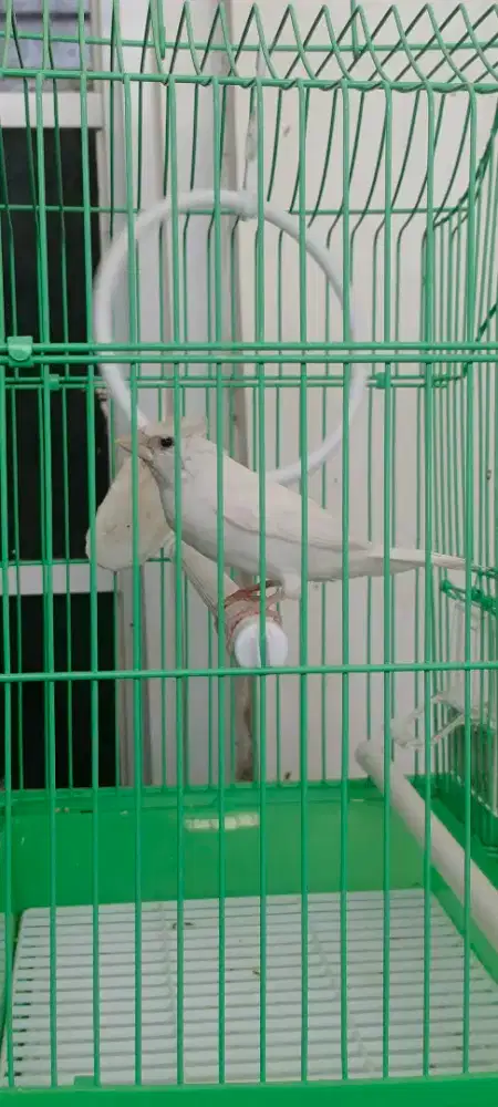 Burung emje beti jambul nuktok