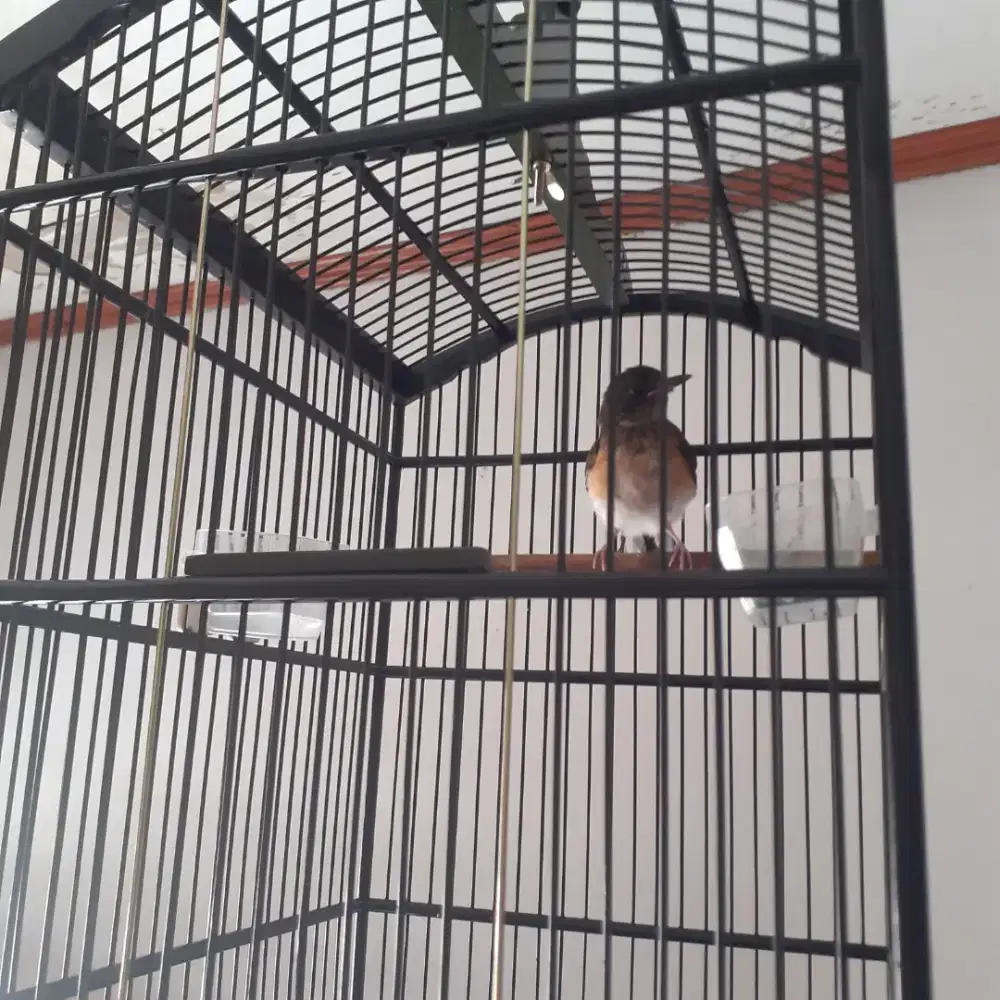 Burung murai trotol