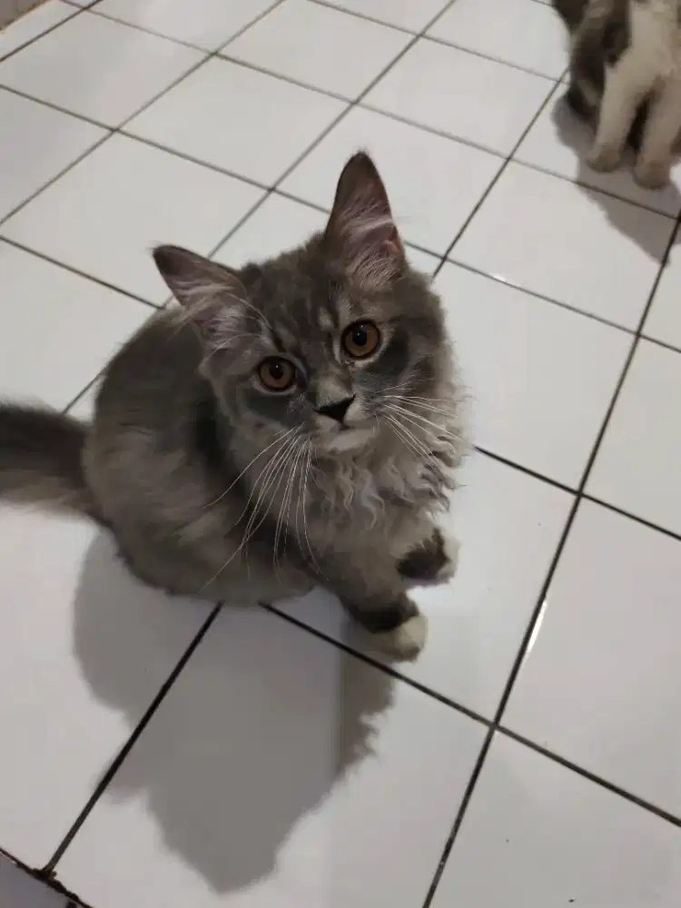 Kucing Persia masih anak usia 4-5 bulanan