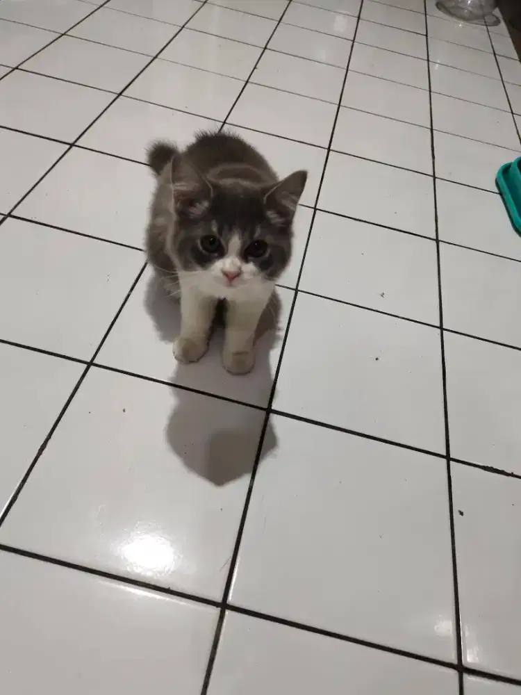 Kucing Persia masih anak usia 4-5 bulanan