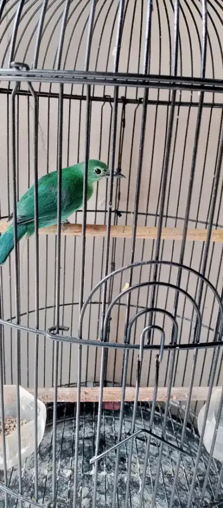 burung betina udah bunyi
