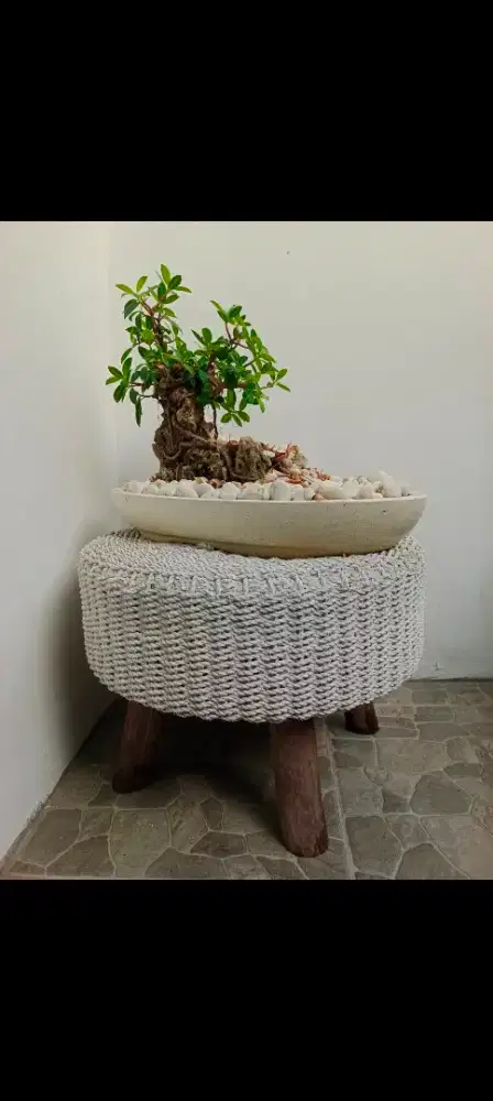 Koleksi batuan bonsai beringin dolar