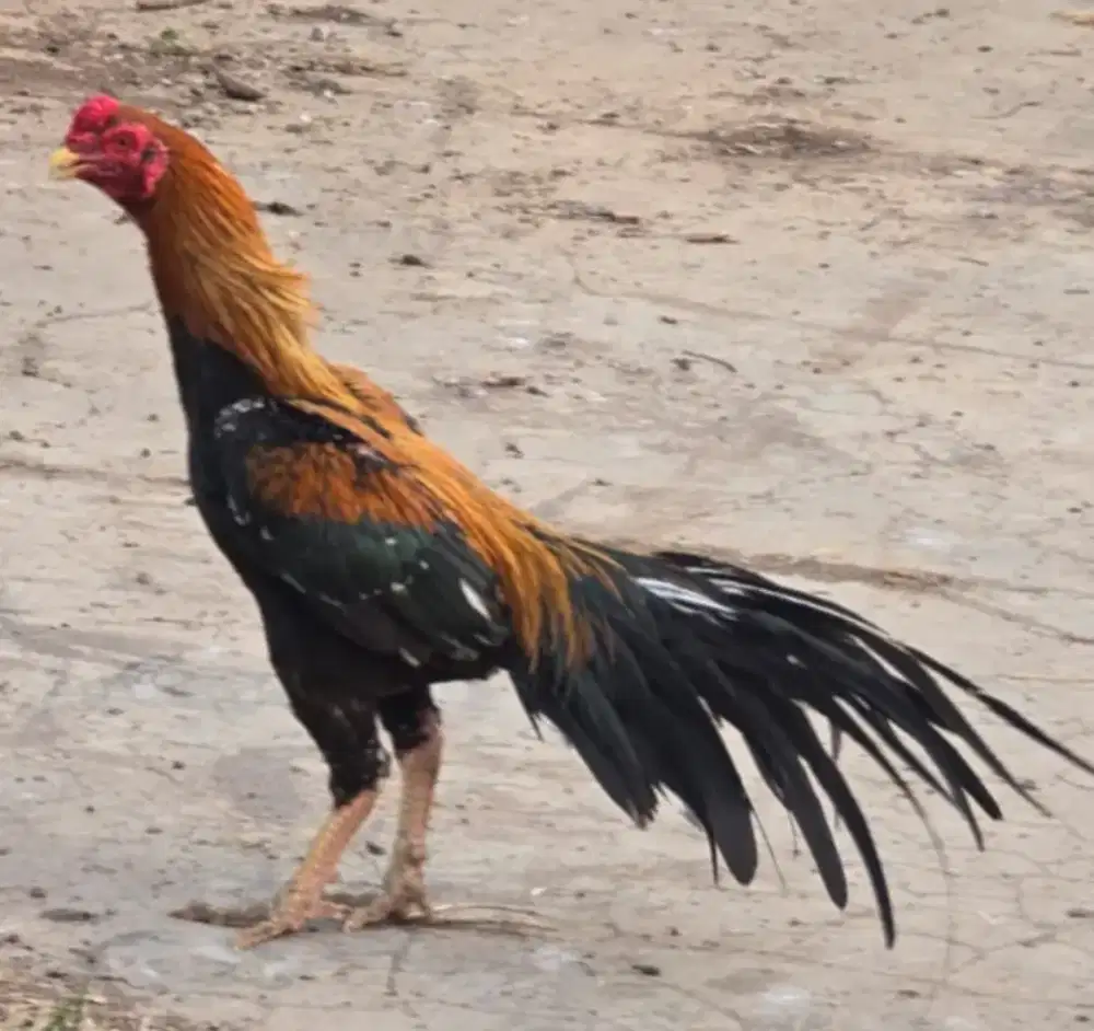 Ayam bangkok ekor lidi x biang samo Bk