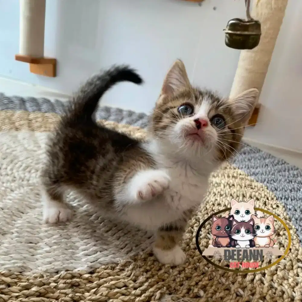 Munchkin BSH Bico Golden Tabby