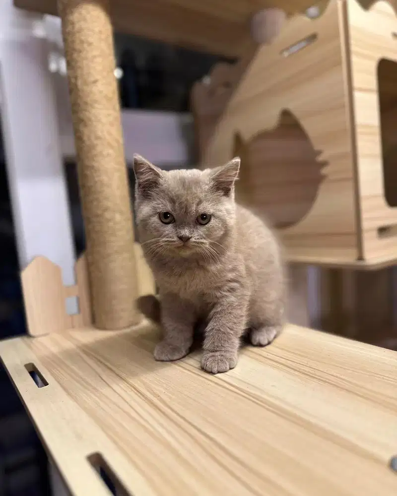 Kucing british sorthair Bsh Lilac super gembul