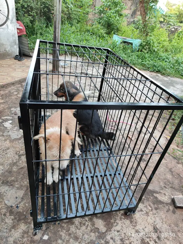 Kandang Anjing besar