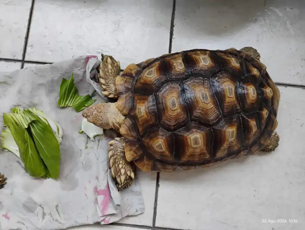 Dijual 1ekor kura2 darat Sulcata betina overscute UK 31cm