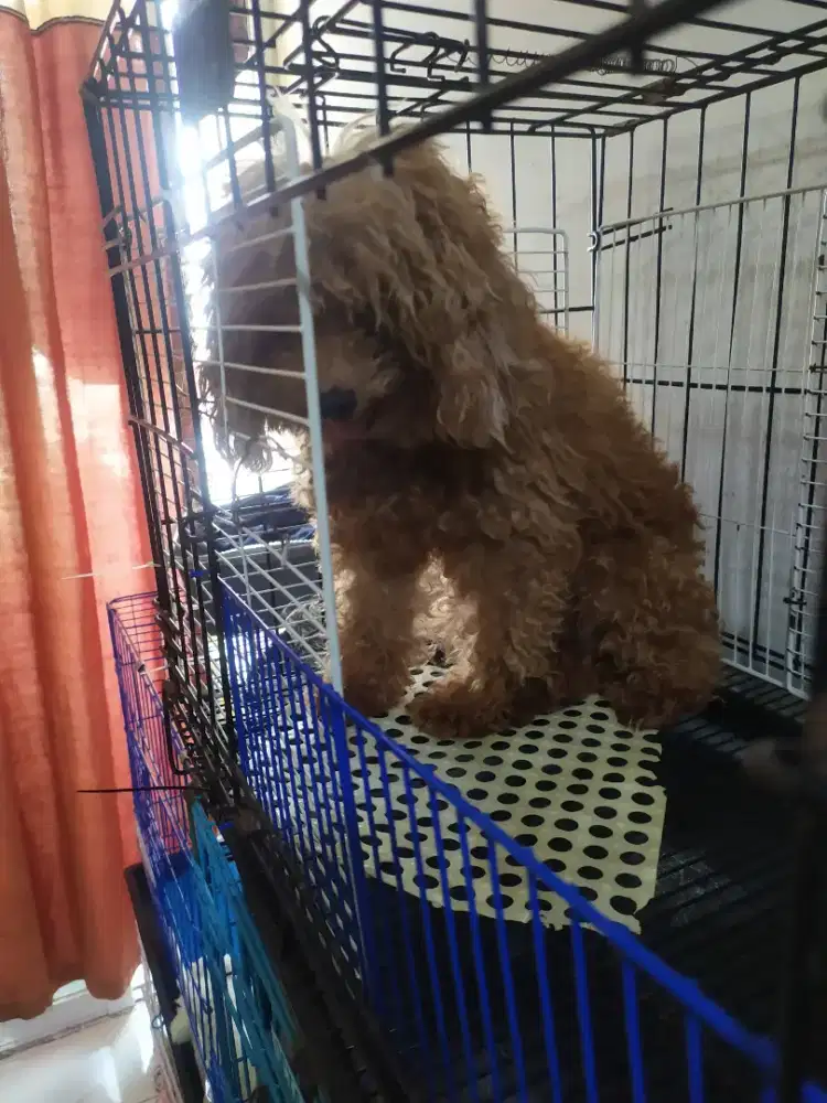 Red poodle betina dewasa