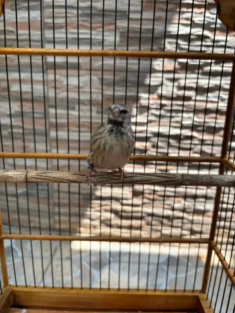 Blackthroat jantan Rajin Bunyi