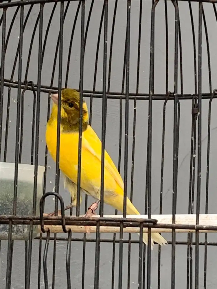 Burung Kenari gacor dor