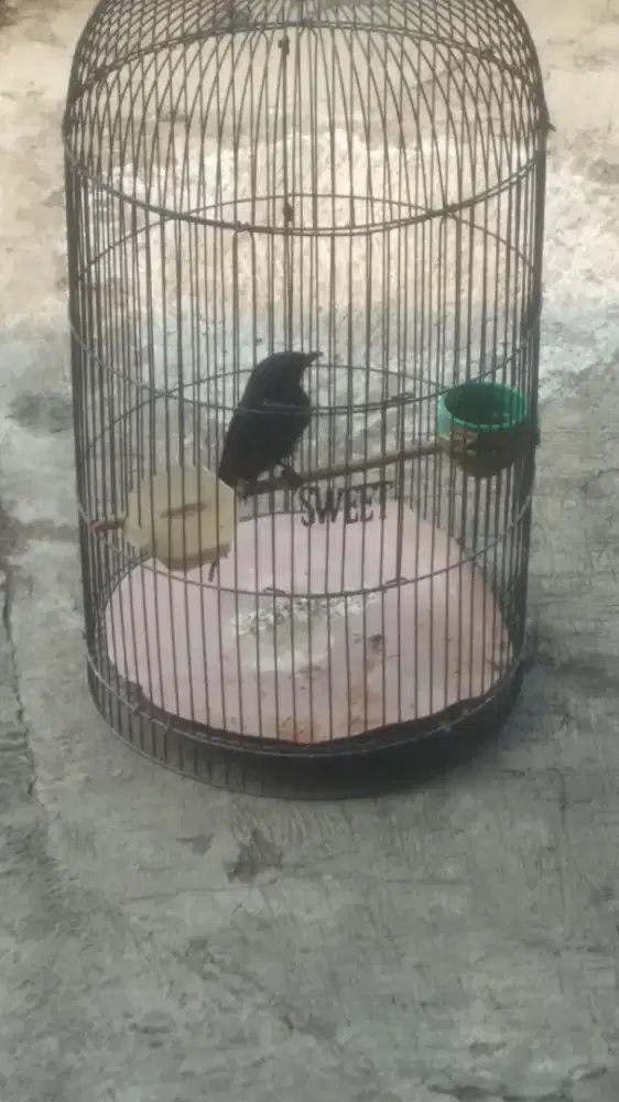Jual burung srigunting
