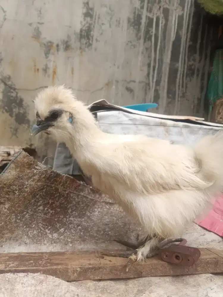 Ayam kapas betina
