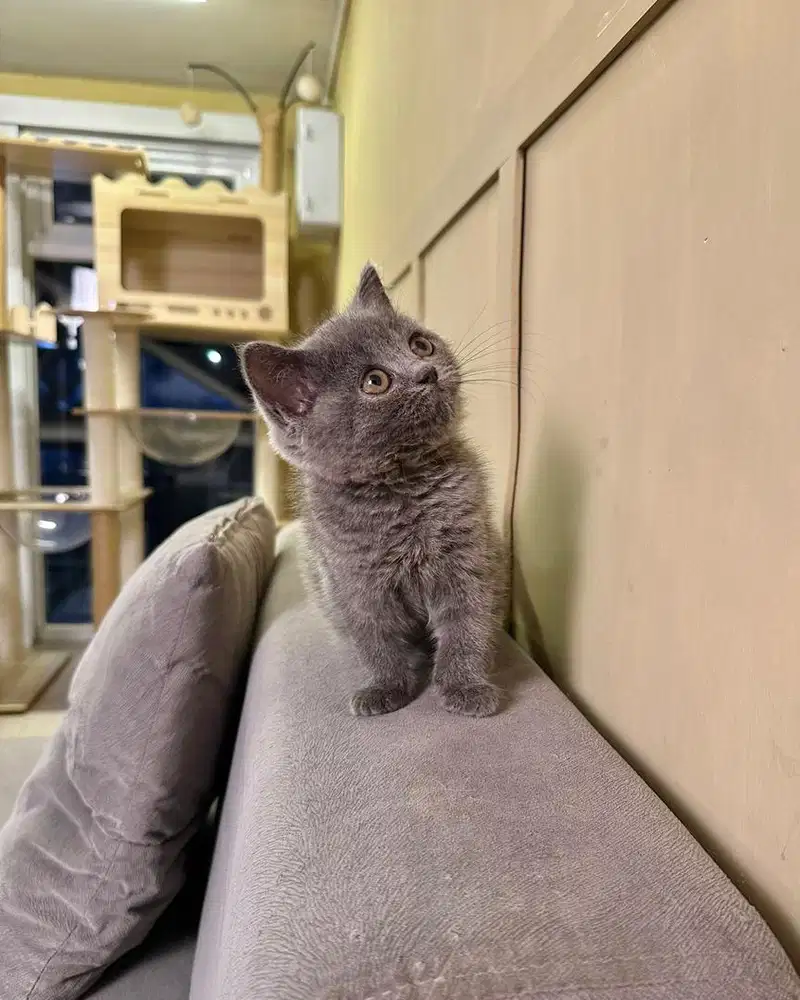 Kucing british shorthair Bsh blue solid