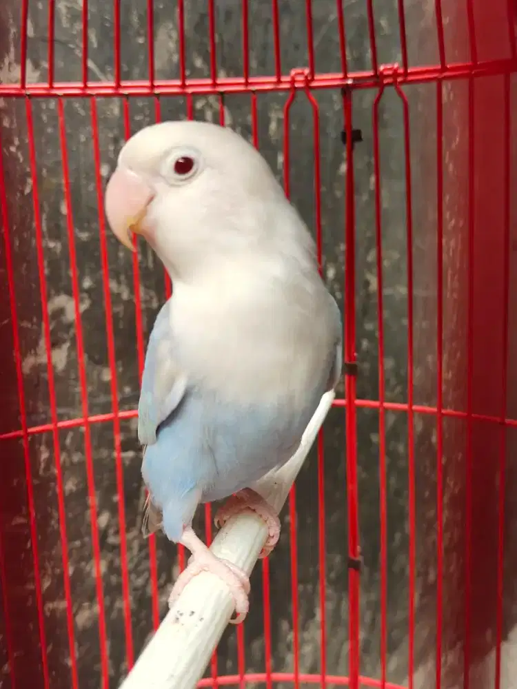 Lovebird pf blue jantan dewasa