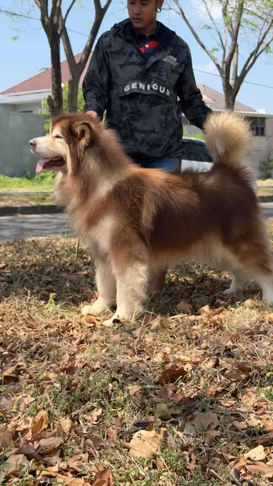 Pacak, anjing pejantan, stud RED Giant Alaskan Malamute