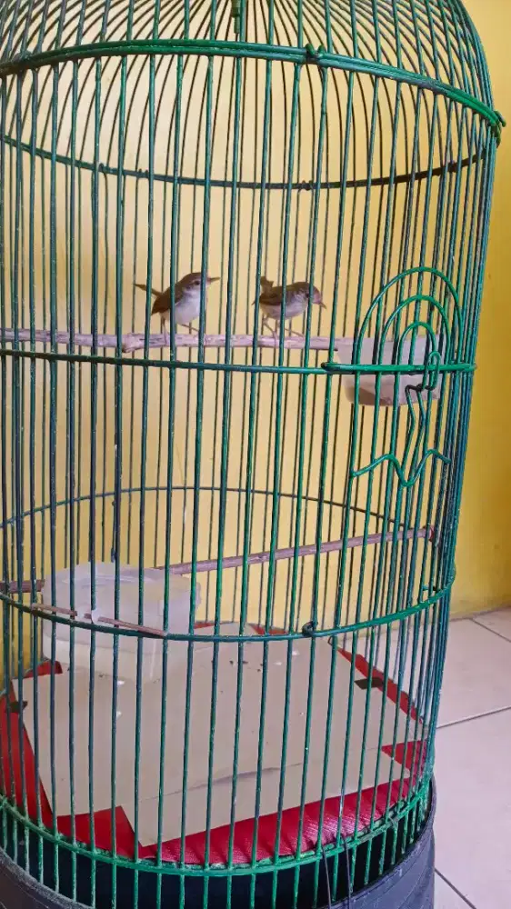 2 Burung Prenjak lumut / bawah Jantan belajar bunyi