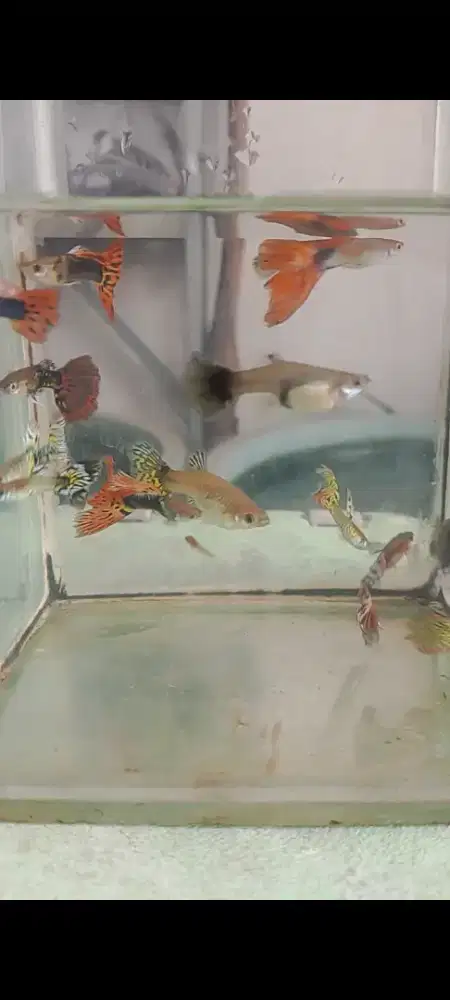 Jual ikan guppy cendolan bagus harga murah meriah