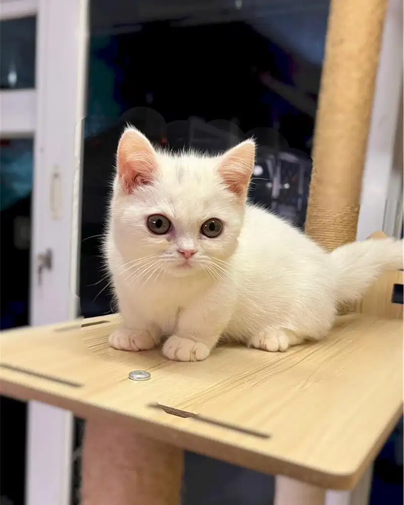 Kucing british shorthair Bsh Munchkin white solid