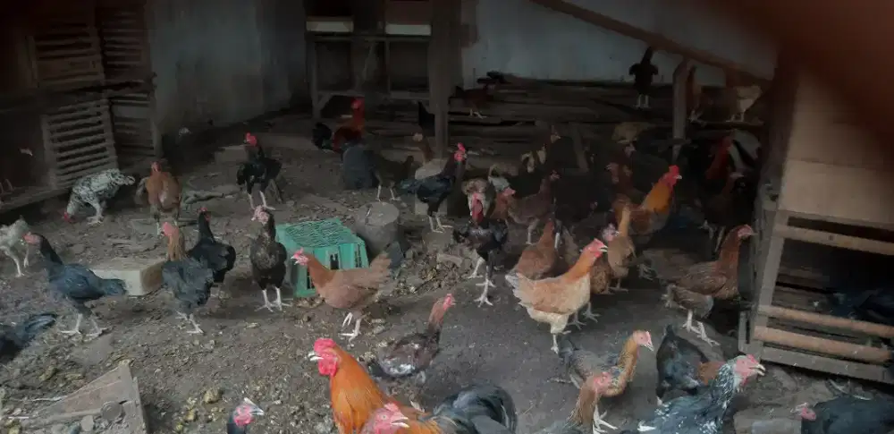 Jual Ayam Kampung