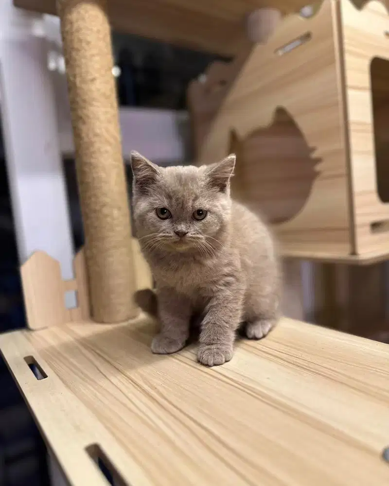 Kucing british shorthair Bsh Lilac
